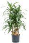 Dracaena ulises stam