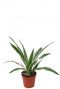 Dracaena white stripe plantje