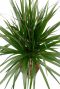 Dracaena Marginata
