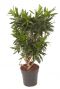 Dracaena reflexa kamerplant