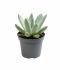 Alocasia Branchifolia Pink Passion blad