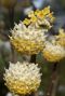 Edgeworthia chrysantha grandiflora volgroeit
