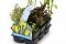  Plantes aquatiques indigènes en pack de six