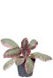 Episcia pink brocade p6