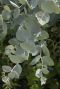 Eucalyptus gunnii azura plante de jardin p15