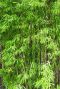 Fargesia nitida black pearl p17 plante de jardin