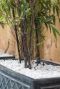 Fargesia nitida black pearl plante de jardin p22