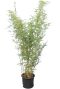 Fargesia robusta campbell bamboo p28 2