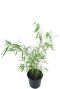 Fargesia robusta campbell planten