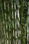 Fargesia robusta campbell tuinplant p22