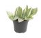 Epipremnum Pinnatum Global Green