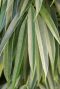 Ficus alii
