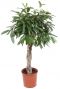 Ficus amstel king boom