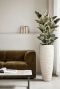 Ficus elastica tineke 1 1