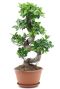 Ficus ginseng bonsai plante d interieur