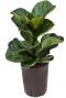 Ficus lyrata bambino hydrocultuur