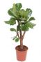 Ficus lyrata stam
