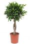 Ficus nitida geflochtener stamm