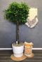 Ficus nitida kamerplant 1 2 1