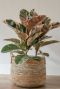 Monstera Siltepecana