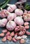 Garlic pink bulbes d ail