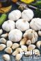 Garlic white bulbes d ail
