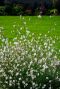 Gaura lindheimeri plante de jardin