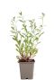 Gaura lindheimeri pot9