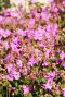 Geranium cantabrigiense cambridge plante de jardin