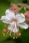 Geranium macrorrhizum spessart plante de jardin