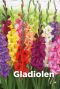 Gladiolen mix bulbes a fleurs