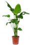 Grande strelitzia plants 1