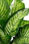 Dieffenbachia maroba