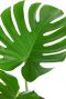 Groot monstera blad 1 2
