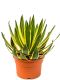 Grote agave kamerplant 1