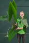 Grote alocasia zebrina