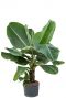 Musa dwarf cavendish