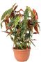 Grote begonia maculata stip begonia