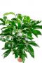 Grande schefflera amate verte