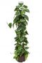 Grote philodendron scandens hydrocultuur