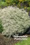 Gypsophila paniculata bulbes a fleurs