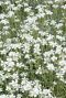 Gypsophila repens alba plante de jardin