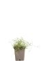 Gypsophila repens alba pot 9
