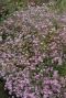 Gypsophila repens rosea p9