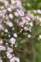 Gypsophila repens rosea plante de jardin