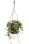 Hangplant pilea glauca