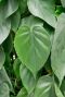 Hartvormig groen blad scandens 3