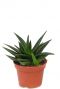 Haworthia pentagona succulent