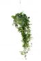 Hedera-helix-miracle