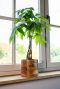 Monstera Siltepecana